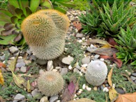 423959750 Mammillaria (three)